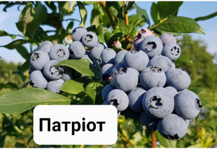 Лохина Патріот 101 фото