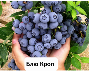 Лохина Блю Кроп 103 фото