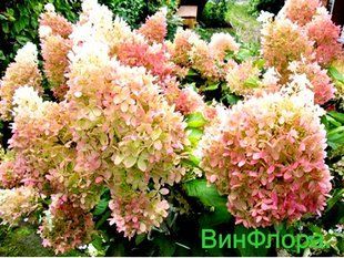 Гортензія волотиста Фаном copy_6 фото