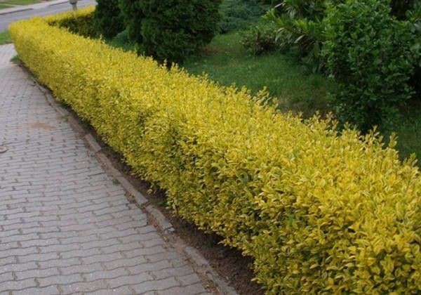 Бірючина золотиста 2 річна 121 фото