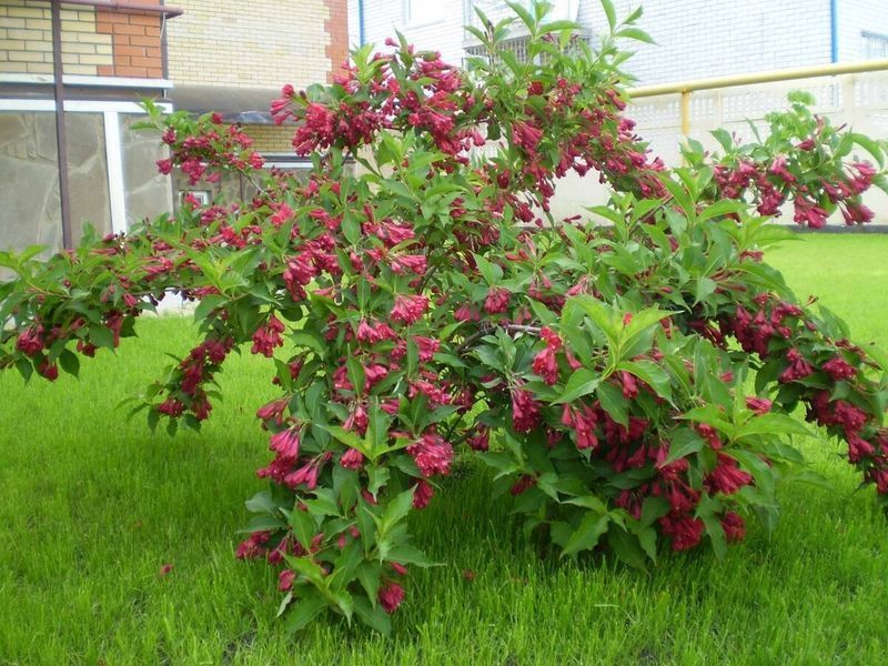 Вейгела Брістоль Рубі (контейнер Р9) 30 фото