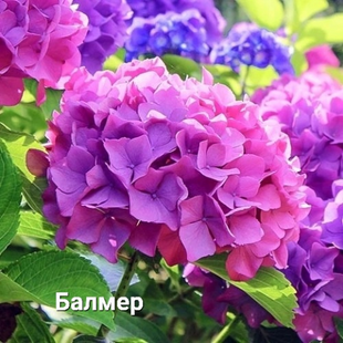 Гортензія широколистна Балмер(контейнер Р9) 204 фото