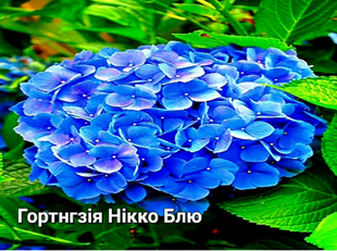 Гортензія широколиста Нікко Блю(контейнер Р9) 83 фото