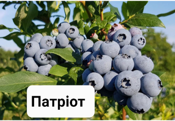 Лохина